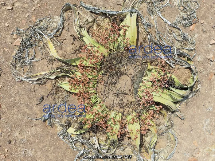 : Welwitschia (Welwitschia mirabilis) in the Namib Desert : Welwitschia (Welwitschia mirabilis) in the Namib Desert