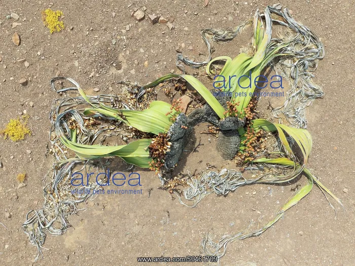 : Welwitschia (Welwitschia mirabilis) in the Namib Desert : Welwitschia (Welwitschia mirabilis) in the Namib Desert