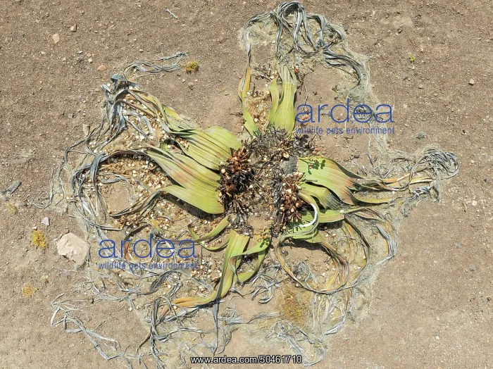 : Welwitschia (Welwitschia mirabilis) in the Namib Desert : Welwitschia (Welwitschia mirabilis) in the Namib Desert