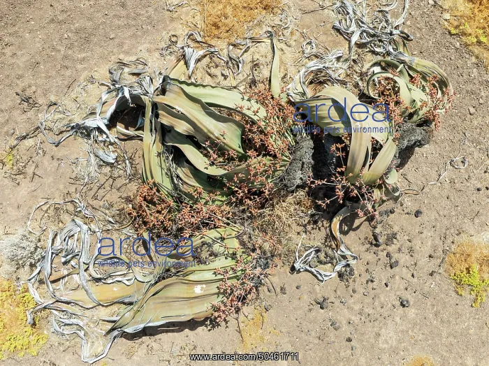 : Welwitschia (Welwitschia mirabilis) in the Namib Desert : Welwitschia (Welwitschia mirabilis) in the Namib Desert