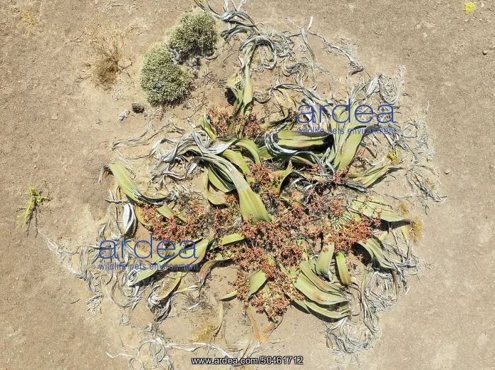 : Welwitschia (Welwitschia mirabilis) in the Namib Desert : Welwitschia (Welwitschia mirabilis) in the Namib Desert