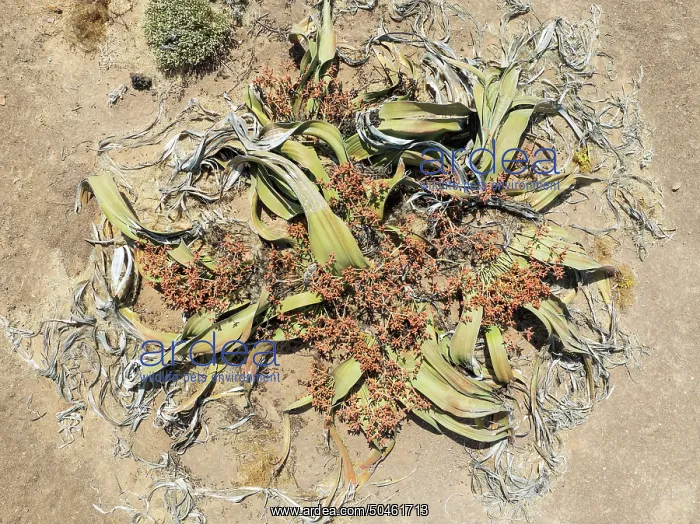 : Welwitschia (Welwitschia mirabilis) in the Namib Desert : Welwitschia (Welwitschia mirabilis) in the Namib Desert