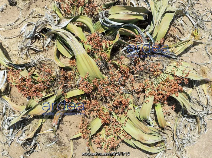 : Welwitschia (Welwitschia mirabilis) in the Namib Desert : Welwitschia (Welwitschia mirabilis) in the Namib Desert