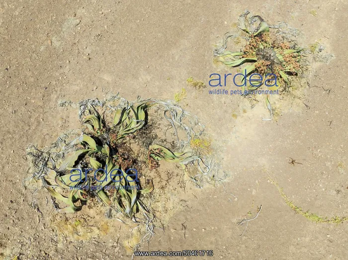 : Welwitschia (Welwitschia mirabilis) in the Namib Desert : Welwitschia (Welwitschia mirabilis) in the Namib Desert