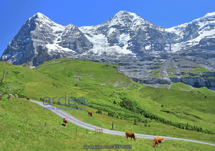 : Wengernalp with Eiger and Mnnch, Wengen, Jungfrau : Wengernalp with Eiger and Mnnch, Wengen, Jungfrau