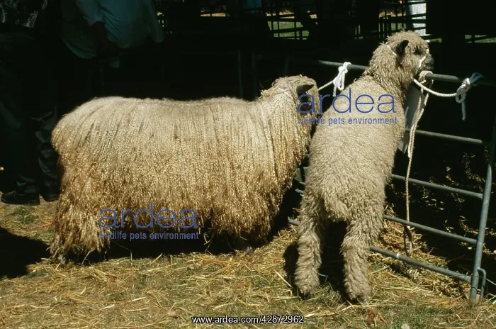  : Wensleydale Sheep
