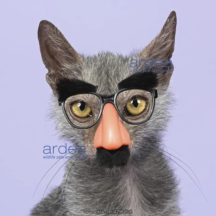 : Werewolf Cat or Lykoi Cat (Felis silvestris catus) : Werewolf Cat or Lykoi Cat (Felis silvestris catus)