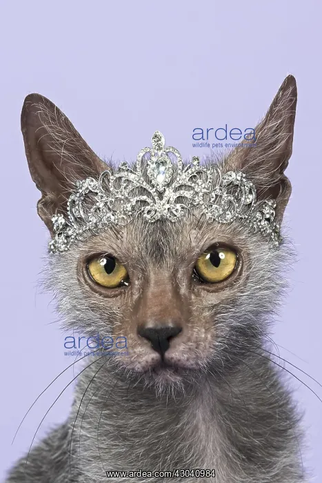 : Werewolf Cat or Lykoi Cat (Felis silvestris catus) : Werewolf Cat or Lykoi Cat (Felis silvestris catus)