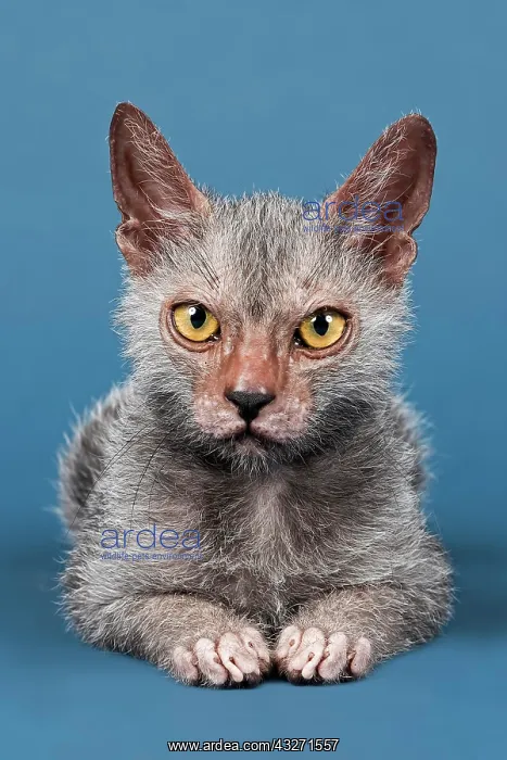 : Werewolf Cat or Lykoi Cat (Felis silvestris catus) : Werewolf Cat or Lykoi Cat (Felis silvestris catus)