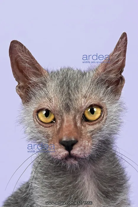 : Werewolf Cat or Lykoi Cat (Felis silvestris catus) : Werewolf Cat or Lykoi Cat (Felis silvestris catus)