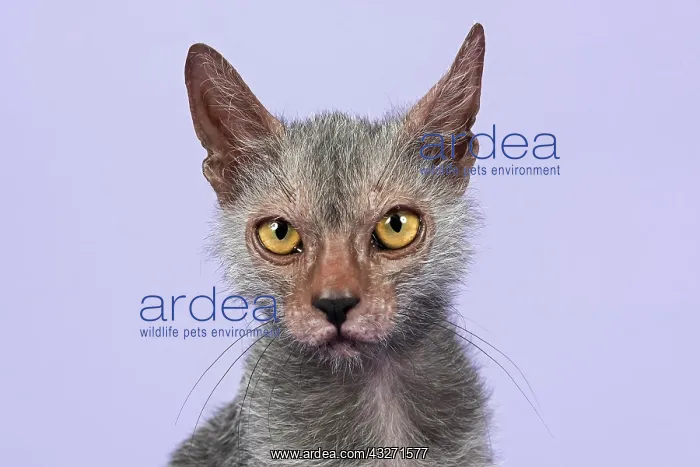  : Werewolf Cat or Lykoi Cat (Felis silvestris catus)