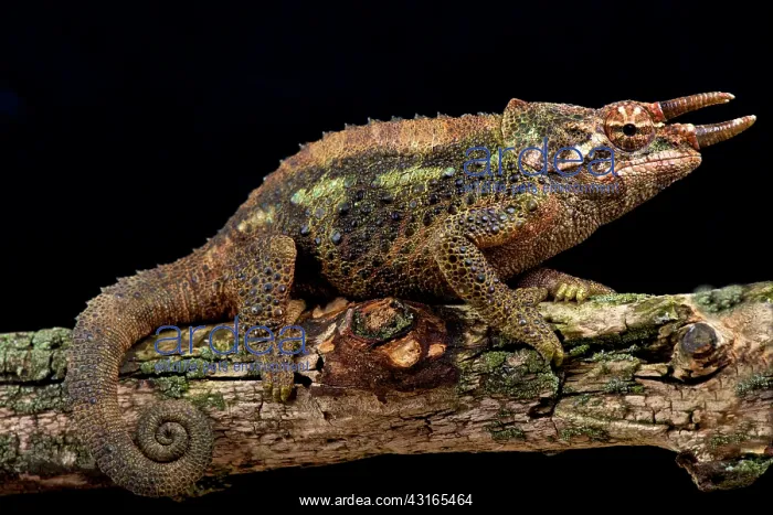 : Werner's Three-Horned Chameleons (Trioceros werneri) : Werner's Three-Horned Chameleons (Trioceros werneri)