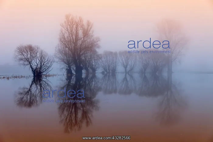 : Weser flood with pollarded willows, morning mood : Weser flood with pollarded willows, morning mood