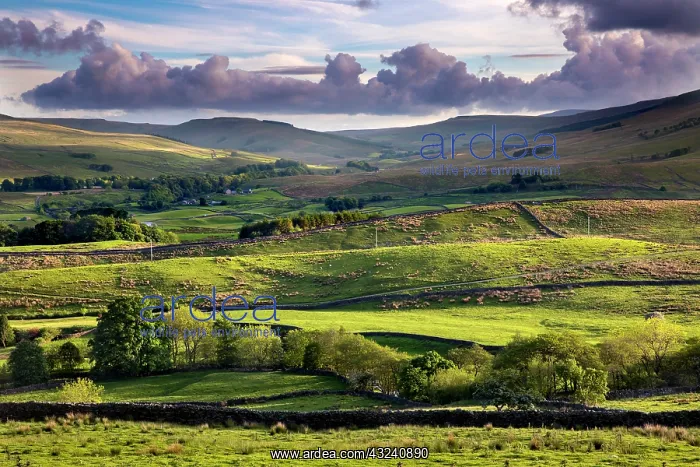 : Wesleydale - Near Hawes - Yorkshrie Dales - UK : Wesleydale - Near Hawes - Yorkshrie Dales - UK