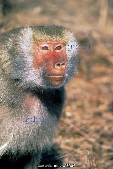 : West Africa. Captive Hamadryas Baboon, or : West Africa. Captive Hamadryas Baboon, or
