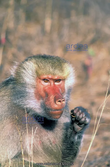 : West Africa. Captive hamadryas baboon, or : West Africa. Captive hamadryas baboon, or