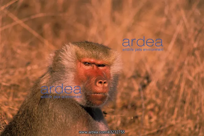 : West Africa. Captive hamadryas baboon, or : West Africa. Captive hamadryas baboon, or