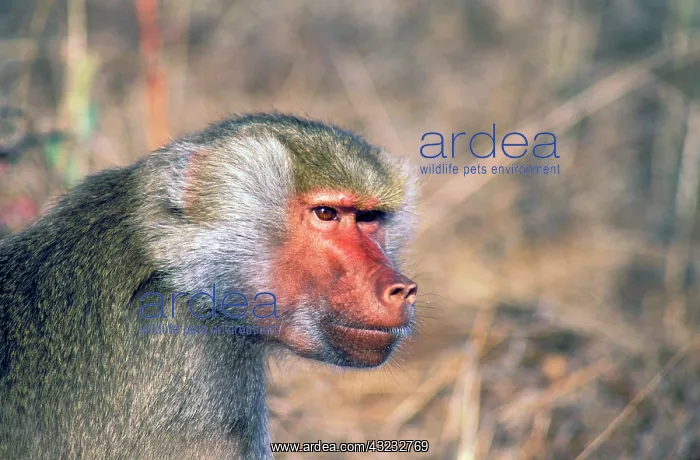 : West Africa. Captive hamadryas baboon, or : West Africa. Captive hamadryas baboon, or