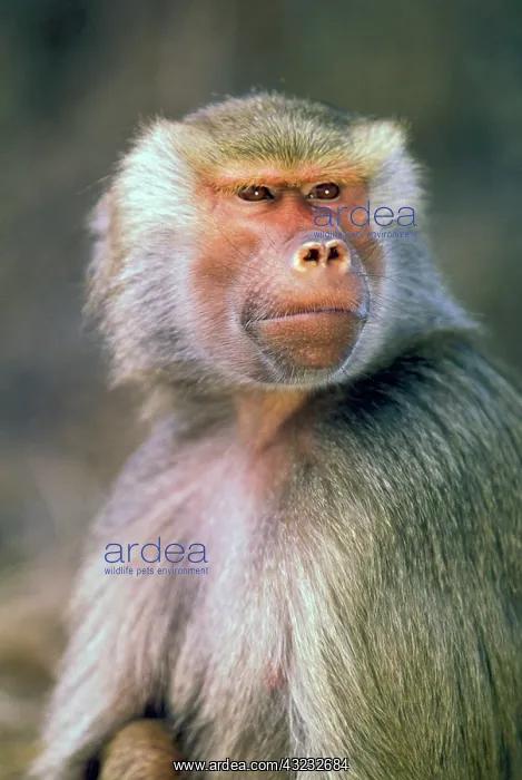 : West Africa. Hamadryas baboon : West Africa. Hamadryas baboon