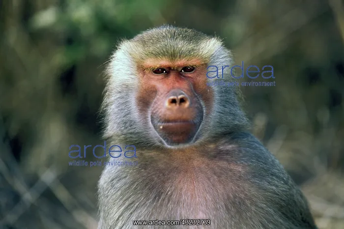 : West Africa. Hamadryas baboon : West Africa. Hamadryas baboon