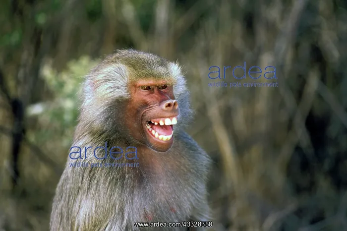 : West Africa. Hamadryas baboon : West Africa. Hamadryas baboon