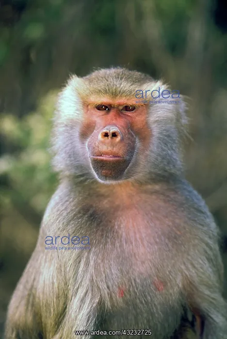 : West Africa. Hamadryas baboon, or papio : West Africa. Hamadryas baboon, or papio