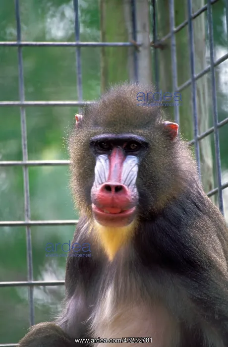 : West Africa. Mandrill, or mandrillus sphinx : West Africa. Mandrill, or mandrillus sphinx