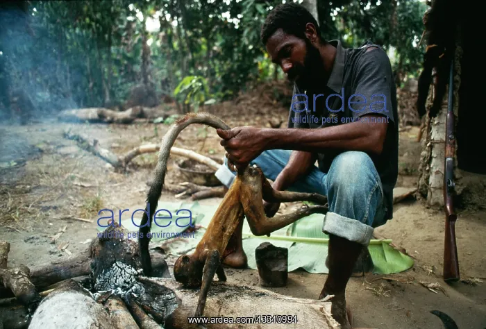 : West AFRICA - Sierra Leone : West AFRICA - Sierra Leone