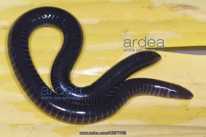 : West African Caecilian : West African Caecilian