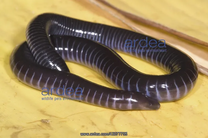 : West African Caecilian : West African Caecilian