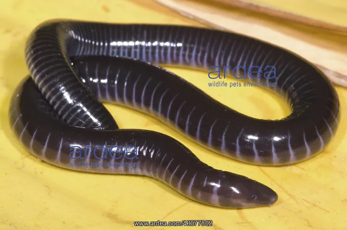 : West African Caecilian : West African Caecilian