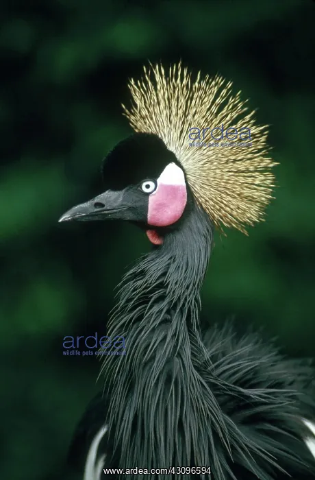 : West African Crowned Crane : West African Crowned Crane