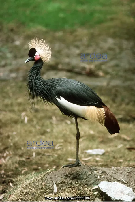 : West African Crowned Crane - standing on one leg