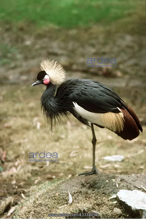 : WEST AFRICAN CROWNED CRANE - standing on one leg : WEST AFRICAN CROWNED CRANE - standing on one leg