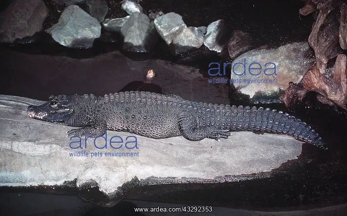 : West African dwarf / broad nosed crocodile - 3-5 inches long : West African dwarf / broad nosed crocodile - 3-5 inches long