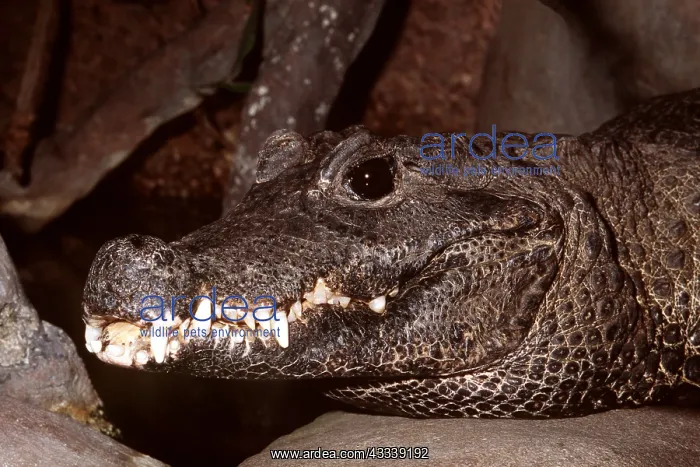 : West African dwarf / broad nosed crocodile - head : West African dwarf / broad nosed crocodile - head