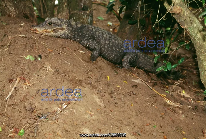 : West African dwarf / broad nosed crocodile - on nest mound : West African dwarf / broad nosed crocodile - on nest mound