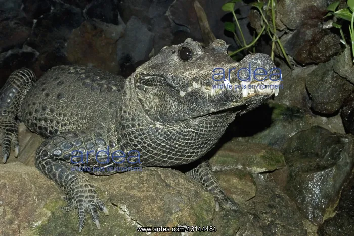 : West African Dwarf Crocodile : West African Dwarf Crocodile