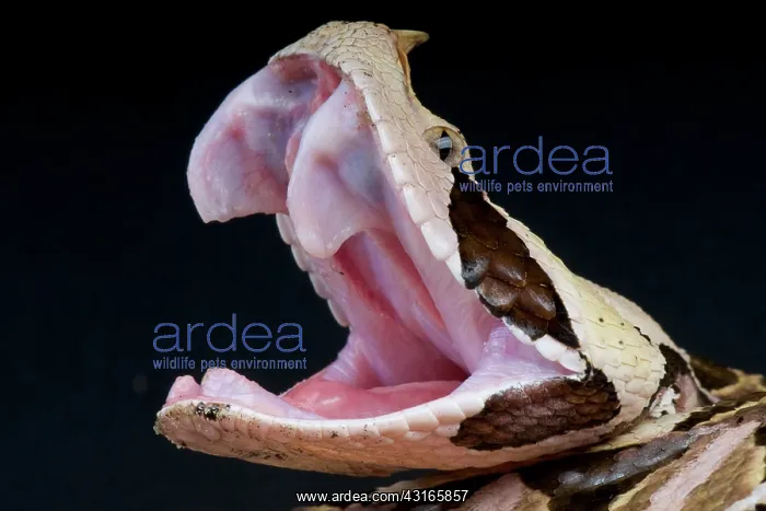 : West African Gaboon viper (Bitis gabonica rhinoceros) : West African Gaboon viper (Bitis gabonica rhinoceros)