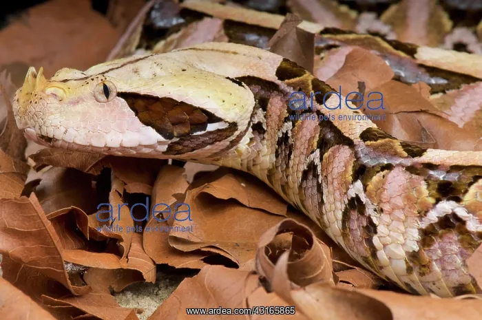 : West African Gaboon viper (Bitis gabonica rhinoceros) : West African Gaboon viper (Bitis gabonica rhinoceros)