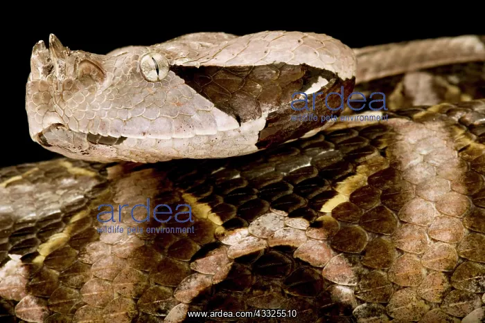 : West African Gaboon viper (Bitis rhinoceros), on : West African Gaboon viper (Bitis rhinoceros), on