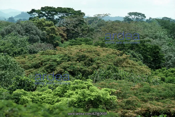 : West African RAINFOREST : West African RAINFOREST