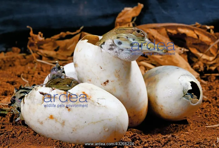 : West African slender-snouted crocodile (Mecistops : West African slender-snouted crocodile (Mecistops
