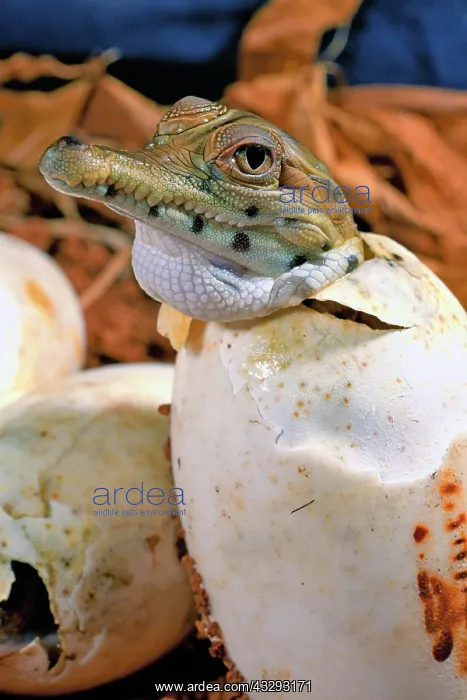 : West African slender-snouted crocodile (Mecistops : West African slender-snouted crocodile (Mecistops