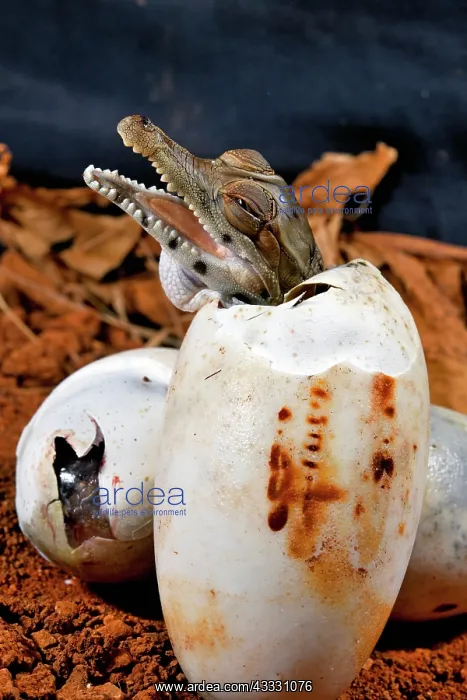 : West African slender-snouted crocodile (Mecistops : West African slender-snouted crocodile (Mecistops