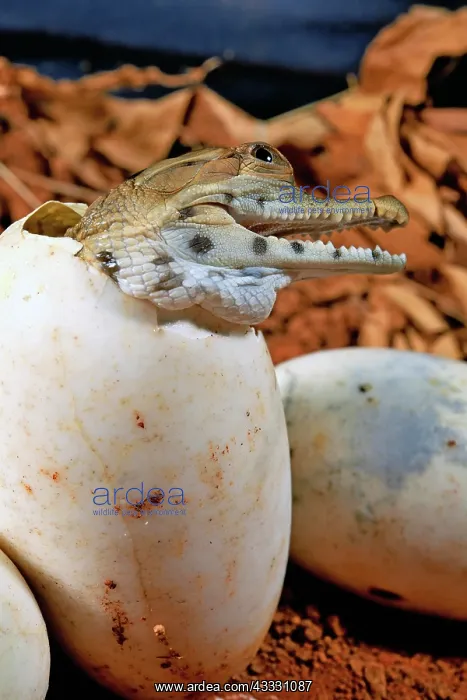 : West African slender-snouted crocodile (Mecistops : West African slender-snouted crocodile (Mecistops