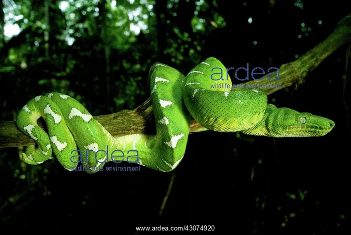 : West Amazonian Emerald Tree Boa : West Amazonian Emerald Tree Boa