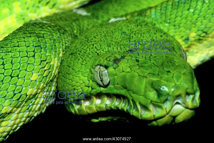 : West Amazonian Emerald Tree Boa : West Amazonian Emerald Tree Boa
