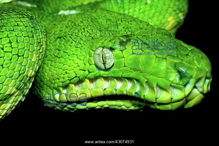 : West Amazonian Emerald Tree Boa : West Amazonian Emerald Tree Boa