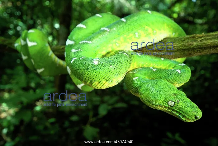 : West Amazonian Emerald Tree Boa : West Amazonian Emerald Tree Boa